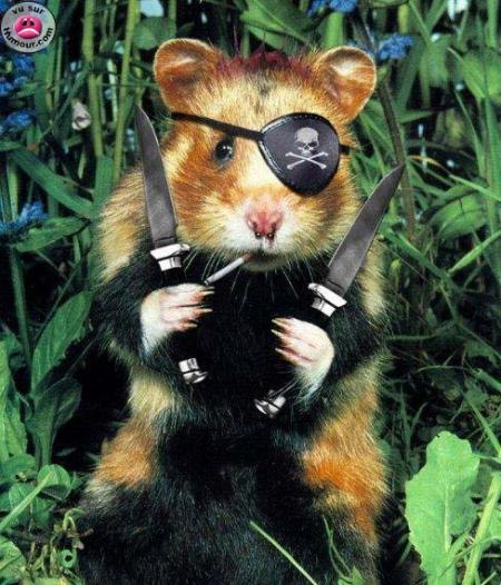 Attention pirates