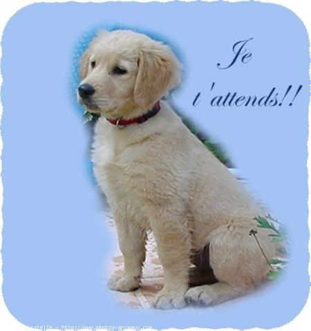 Coucou